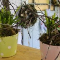 2012_03_17__Fruehling__066