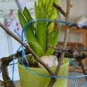 2012_03_17__Fruehling__067