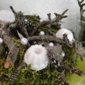 2016_03_12__Frühling__051