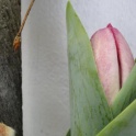 2016_03_12__Frühling__130