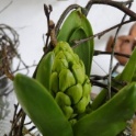 2016_03_12__Frühling__194